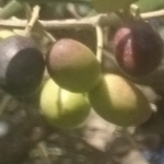 Cultivar Frantoio