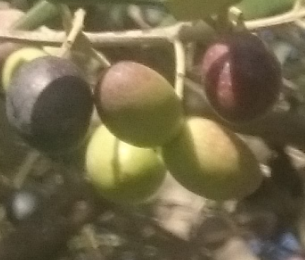 Cultivar Frantoio