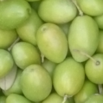 Cultivar Ogliarola Salentina