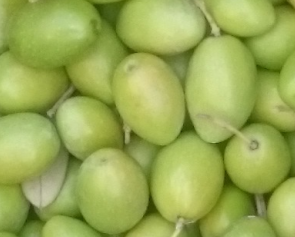 Cultivar Ogliarola Salentina