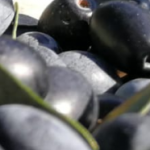 Cultivar Cellina di Nardò