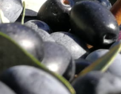 Cultivar Cellina di Nardò