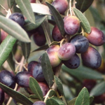 Cultivar Leccino