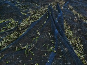 La Liama raccolta olive 2019