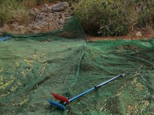 abbacchiatore e reti raccolta olive 2021