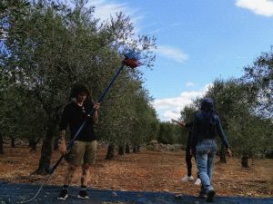 La Liama raccolta olive 2019 cultivar frantoio