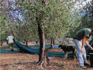 raccolta olive 2019 movimento reti