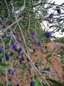 cultivar cellina di Nardò invaiatura perfetta