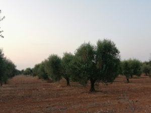 cultivar Cellina di Nardò secondo settore