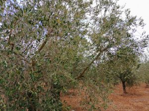 cultivar Frantoio terzo settore fronda