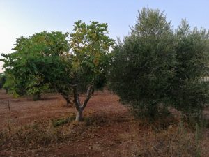 cultivar Leccino con pianta fico