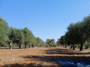 cultivar Ogliarola Salentina primo settore