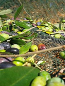 Drupe ogliarola salentina