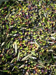 Drupe ogliarola salentina invaiatura