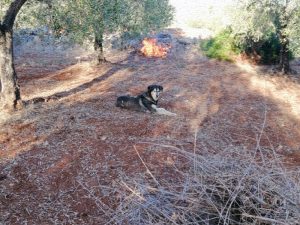 Preparazione alla raccolta 2019 pulizia terzo settore